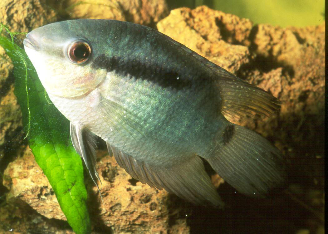 Polycentrus schomburgkii